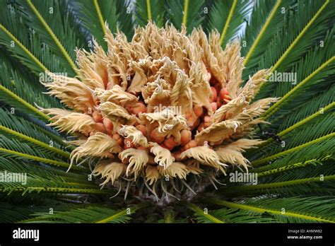 Cycas Revoluta Cycad Japanese Sago Palm King Sago Palm 41 Off