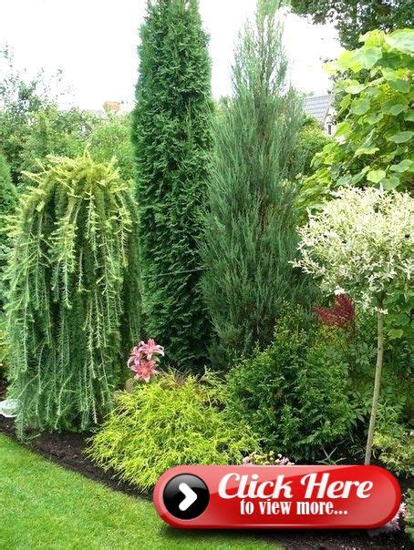 Conifer Garden Ideas 2 Big Conifers But Different Textures Beautiful Conifer Conifers Garden