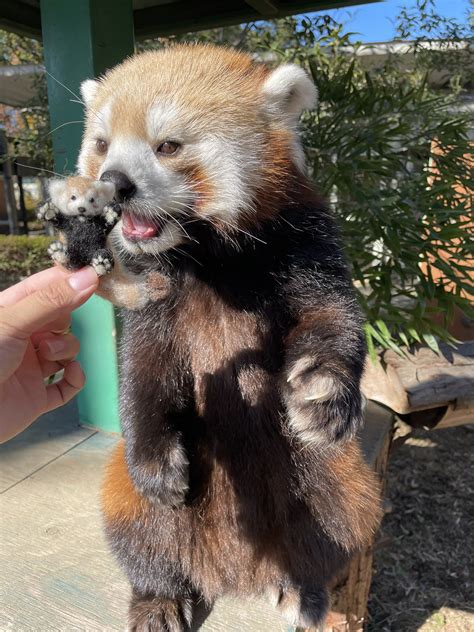 ヒノトントンzoo（羽村市動物公園） On Twitter レッサーパンダ の ソラ よくこんな風にひっくり返って 遊んでいるのですが