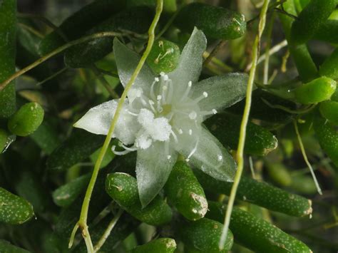 Rhipsalis Mesembryanthoides Haw Plants Of The World Online Kew Science