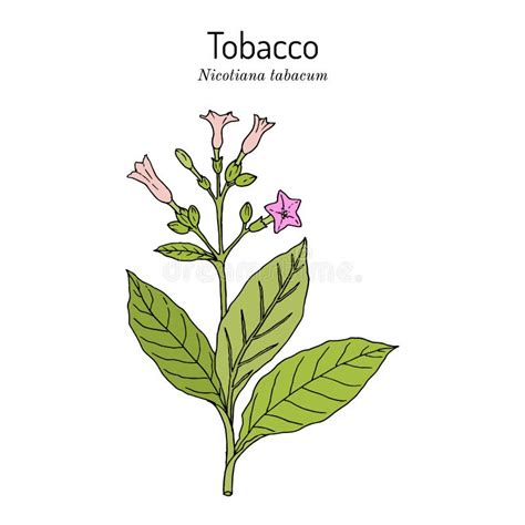 Tobacco Plant Nicotiana Tabacum Botanical Hand Drawn Illustration