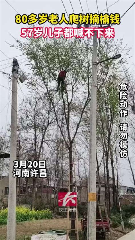 80多岁老人爬树摘榆钱，57岁儿子都喊不下来新浪新闻