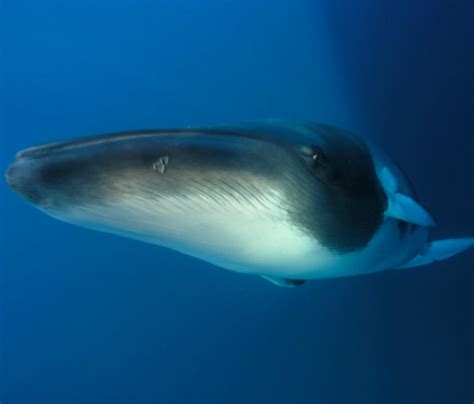 Dwarf Minke Whale Information and Picture | Sea Animals