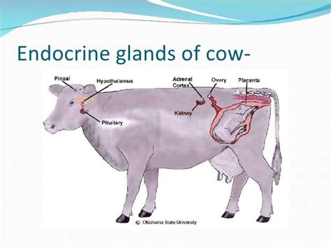 Hormonal Basis Of Reproduction