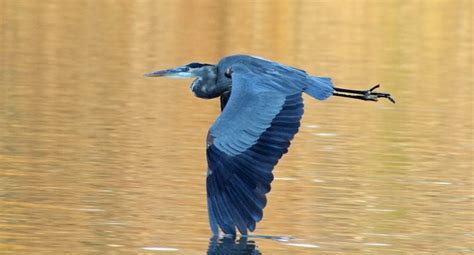 7 Fascinating Great Blue Heron Facts Birds And Blooms