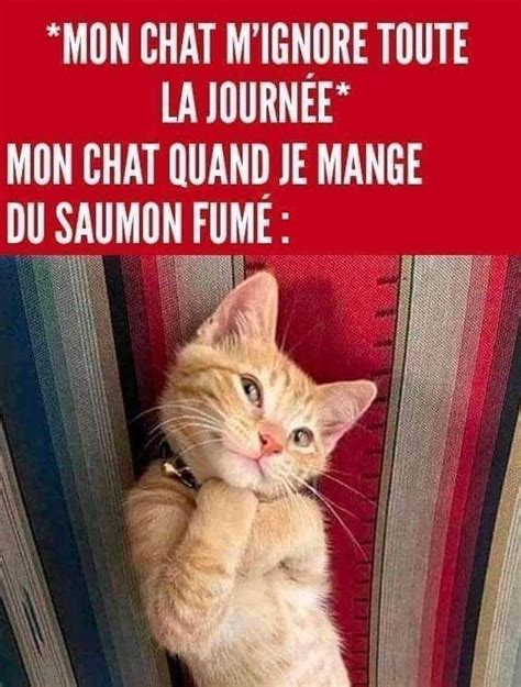 Pingl Par Chipie Sur Chats En Blague Pour Rire Humour Malade