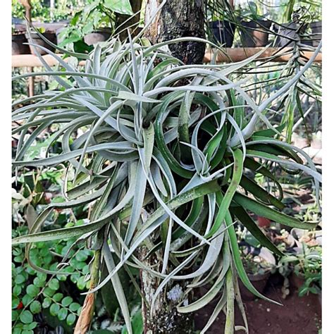 Jual Bibit Tanaman Hias Tillandsia Bunga Sukulen Air Plant Tanaman