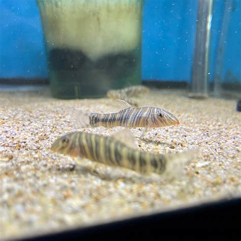 Zebra Loach - for sale at Aquarium Fish Depot