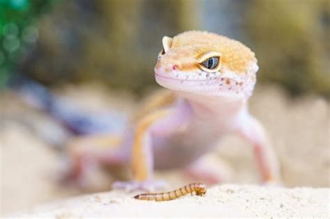 Leopard Gecko Diet & Food: What Do Leopard Geckos Eat?