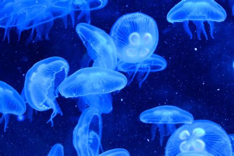 Blue Jellyfish Swimming in an Aquarium Tank