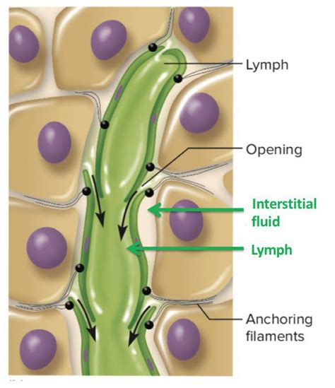 Unveiling T-Interstitial Fluid: The Dynamic Fluidity of Surgical Interstitium - CSL Therapy