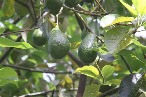 A Complete Guide To Hass Avocado Trees In Kenya Freshela Exporters