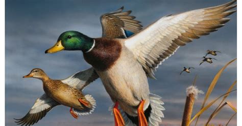 Minnesota artist wins 2017 Federal Duck Stamp Contest :: Guns.com