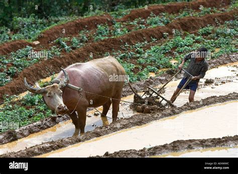 Water Buffalo Ploughing Terraced Rice Hi Res Stock Photography And