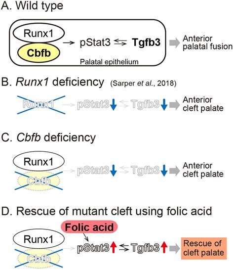 Schematic Of The Key Findings Runx1 Cbfb Stat3 Tgfb3 Signaling