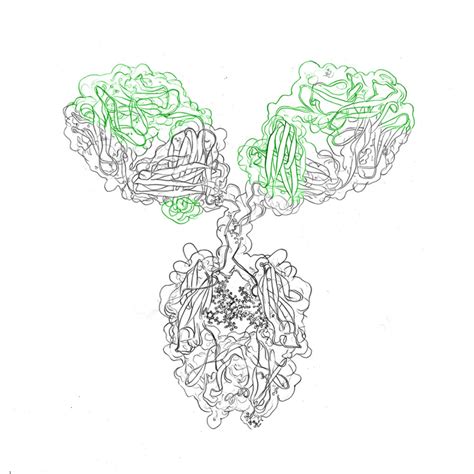 Recombinant Antibody Production - Complete Guide