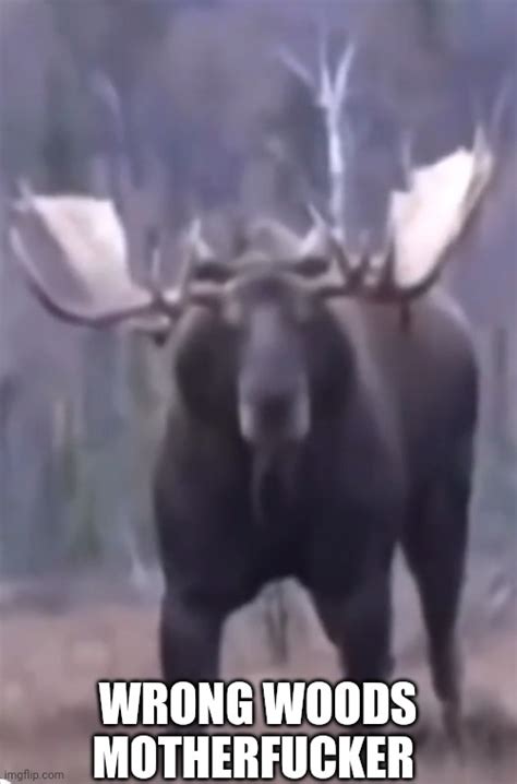 Big Moose Imgflip