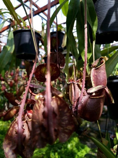 Eggplant Strange Vegetables Gallery Plants Roof Rack Eggplants