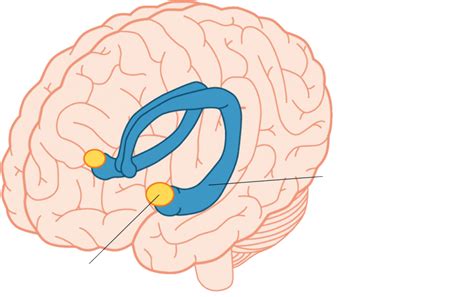 Download Our Focus Will Be To Discuss What Roles The Hippocampus