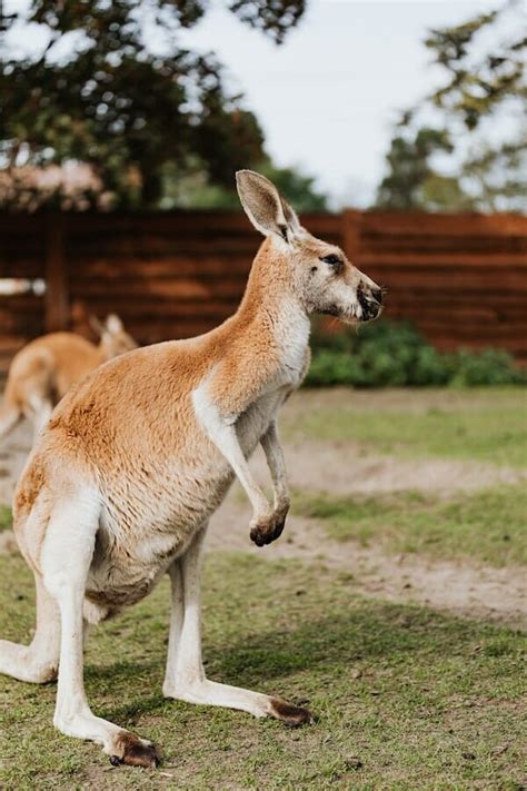 10+ Interesting Kangaroo Facts That You May Not Know