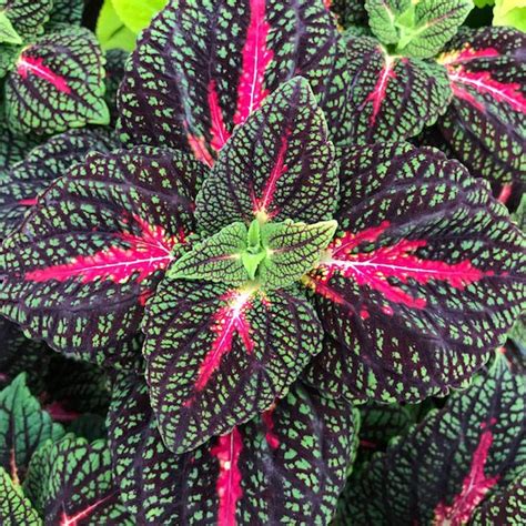 Coleus Main Street La Rambla Greenacres Greenhouse