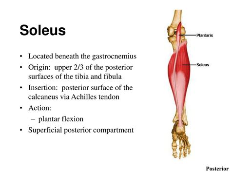 Ppt Muscles Of The Ankle And Foot Powerpoint Presentation Free