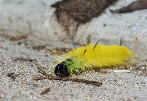 Unusual Charm: 10 Cute Caterpillars You Should See - WhatDeWhat