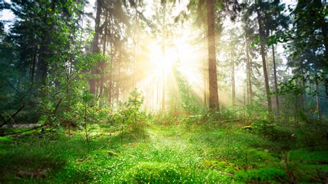 Forest Greenery Pine Trunk With Sunbeam 4K HD Nature Wallpapers | HD ...