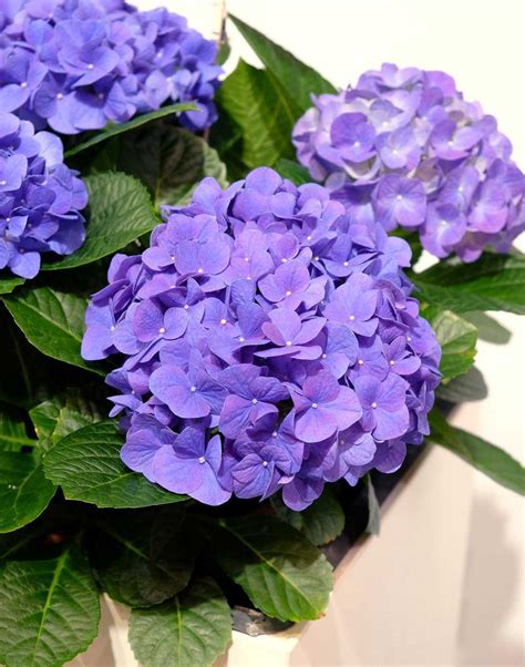 Kostenloser Versand Hortensie Ballhortensie Jip Blue Blau Lubera At