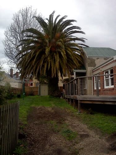 The 100 Year Old Palm Tree In Launceston Peter Tacon Flickr