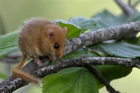 Hazel Dormouse | Focusing on Wildlife