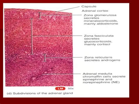 Topic 23 Human Anatomy Physiology Endocrine System Pdf