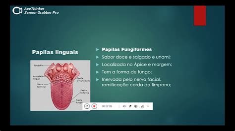 Anatomia Da Lingua Youtube