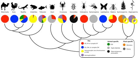 Mechanisms Of Sex Determination The Evolution And Biology Of Sex