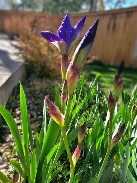 Old Fashioned Historic Heirloom Purple Iris Flower Highly Sought After