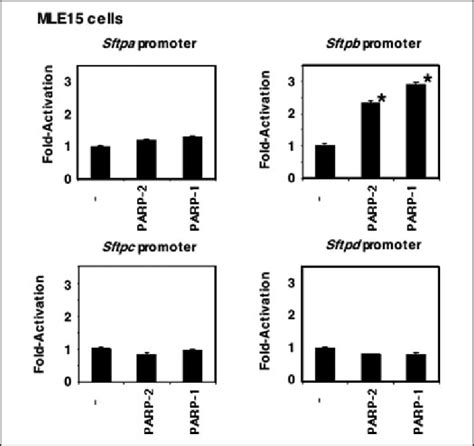 PARP 2 And PARP 1 Selectively Activated The Sftpb Promoter In MLE15