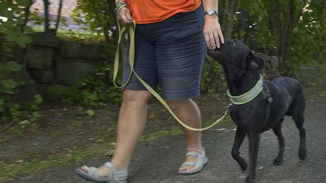 Svensk kvinna brukade ha sex med hundar får ändå vara hundvakt