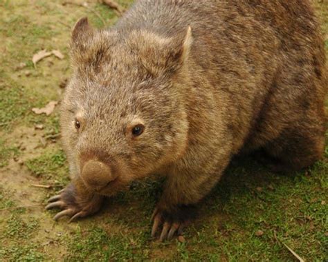 Wombat -Australia - i swear, everything from Australia is cute... their ...