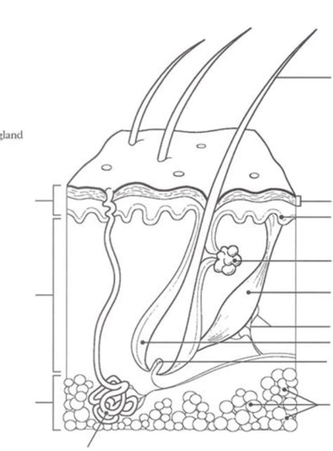 Layers of the skin Labeling (Final Version) Diagram | Quizlet