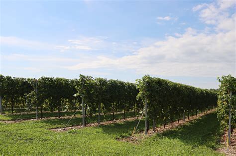 Glera Variety Vineyard With White Grapes Used To Make Prosecco In The ...