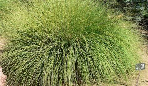 Deer Grass Muhlenbergia Rigens A Complete Guide Gardendi