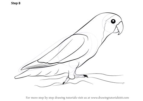 Learn How to Draw Love Birds (Birds) Step by Step : Drawing Tutorials