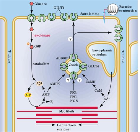 Putative Regulation Of Glucose Uptake And Glut Translocation In