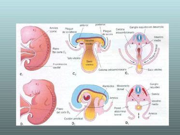 Desarrollo Embrionario Del Corazon Flashcards
