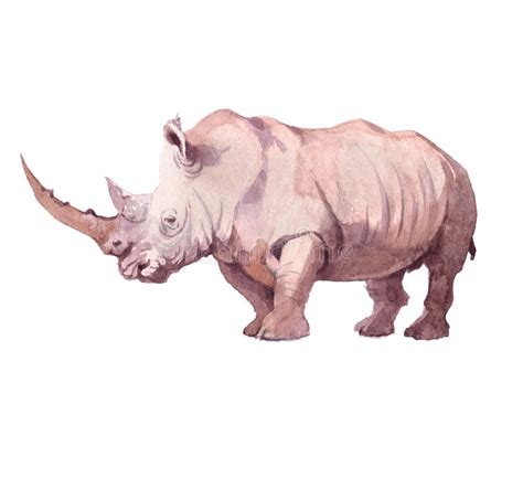 Realistic Rhinoceros Portrait Tattoo Drawing on White Background Stock ...