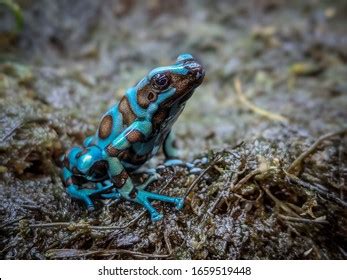 Green Black Poison Dart Frog Native Stock Photo 1659519448 | Shutterstock