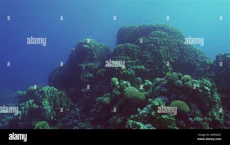 Hard Corals Colony Porites Tropical Fish Swim Above Top Of Coral Reef