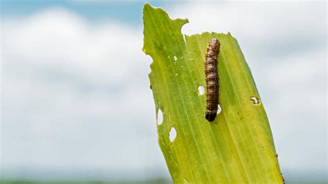 How To Identify And Eradicate Armyworms In Your Lawn