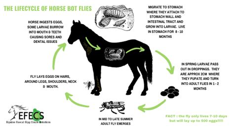 Horse Bots Life Cycle