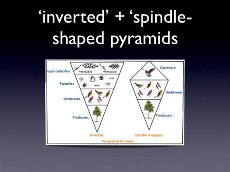 Ecological pyramids